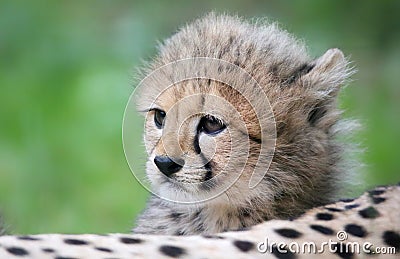 Portrait Cheetah cub Stock Photo