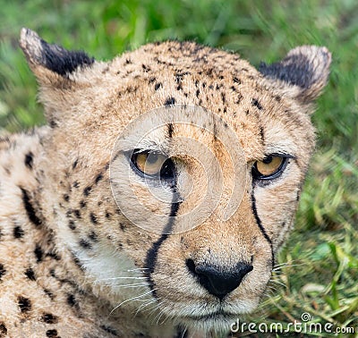 Portrait of a cheetah, large flap on the face. Stock Photo