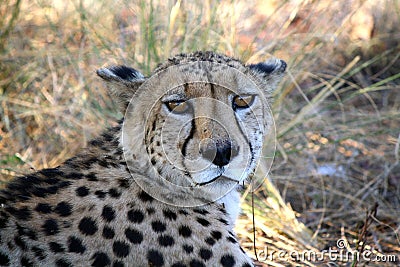 Portrait of a Cheetah Stock Photo