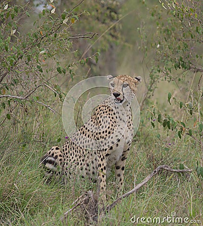 Portrait of cheetah sitting in bush licking lips in the wild masai mara kenya Stock Photo