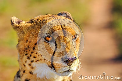 Face cheetah details Stock Photo