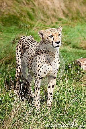 Portrait of Cheetah Standing in Long Grass Stock Photo