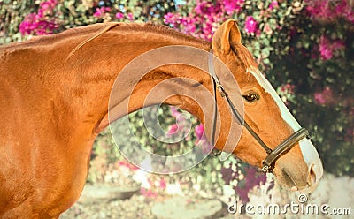 Portrait of chestnut Marwari mare. India Stock Photo