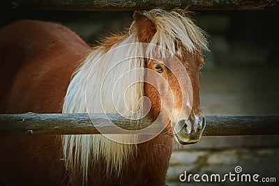 Portrait of Chestnut Pony Stock Photo