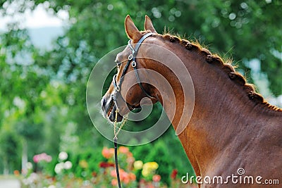 Portrait of chestnut stallion with braided mane Stock Photo