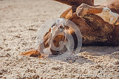 Chestnut trakehner stallion horse rolling in sand in paddock in spring daytime Stock Photo