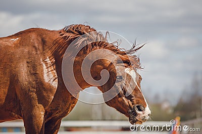 Chestnut trakehner stallion horse shaking head on sky background in spring Stock Photo