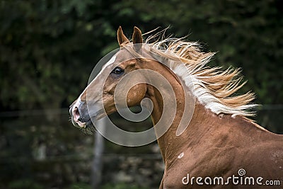 Portrait of a chestnut warmblood Stock Photo