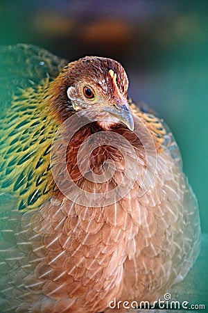 Portrait of chicken with beautiful plumage Stock Photo