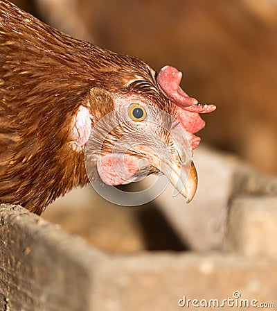 Portrait chicken Stock Photo