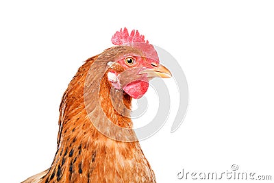 Portrait of a chicken, side view Stock Photo