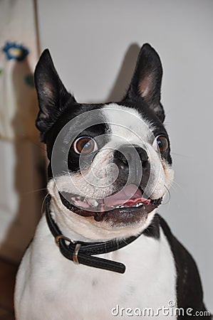 Portrait chien bulldog Stock Photo
