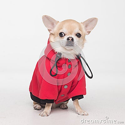 Cute chihuahua cobby in red clothes on white background Stock Photo