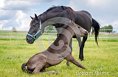 Child foal rising up from the ground near mother horse Stock Photo