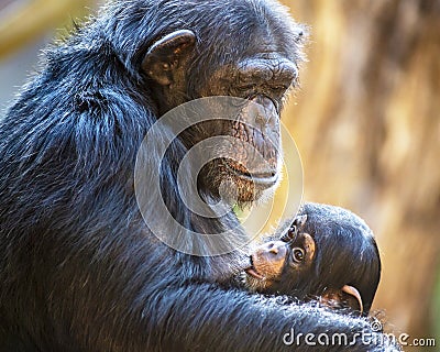 Portrait of a chimpanzee mother feeding her baby Stock Photo