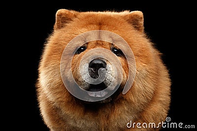 Portrait of Chow Chow Dog Stock Photo