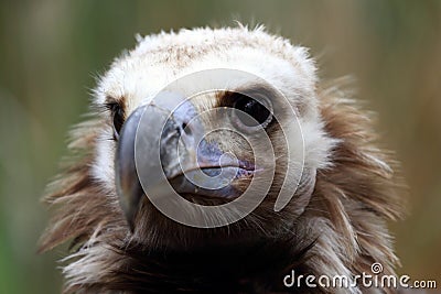 Portrait of Cinereous Vulture Stock Photo