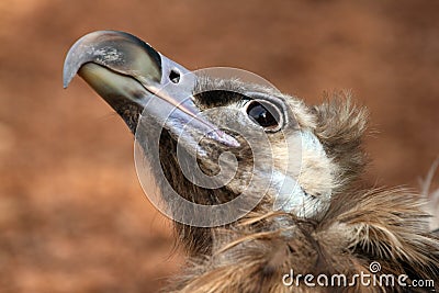 Portrait of Cinereous Vulture Stock Photo