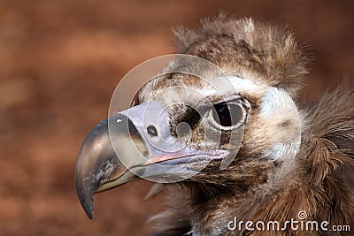 Portrait of Cinereous Vulture Stock Photo