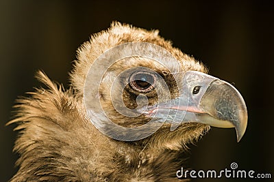 Portrait of cinereous vulture Stock Photo