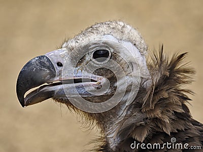 Portrait of cinereous vulture Stock Photo
