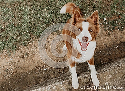 Portrait clever and happy border collie dog on summer season Stock Photo