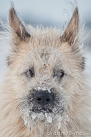 Portrait clever white dog lying in the snow, looking straight Stock Photo