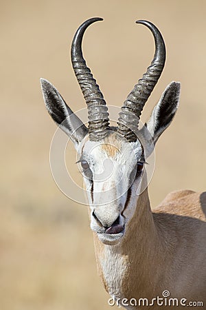 Portrait close-up of a beautiful prime springbok male Stock Photo