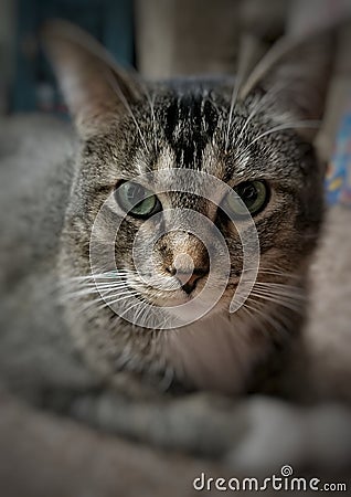 A portrait close up of a brown tabby cat looking at the camera laying down. Stock Photo