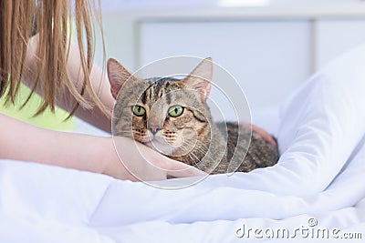 Portrait close up a hand scratching a cat's cheek or chin of little cute cat Stock Photo