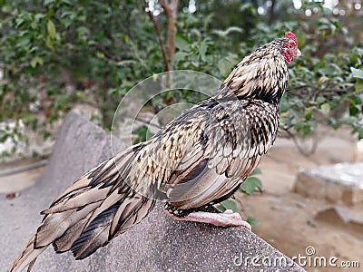 Portrait or close up of rooster also called as fighter or asil chicken. Stock Photo