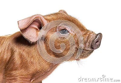 Portrait close-up of a young pig head mixedbreed, isolated Stock Photo