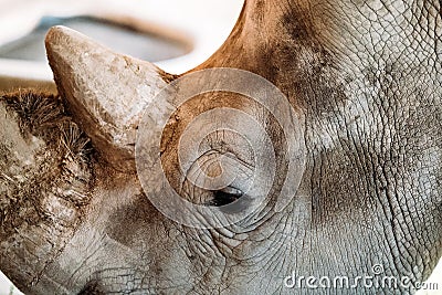 Portrait of close vew of head of rhinoceros Stock Photo
