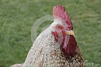 Beautiful rooster with red crest Stock Photo