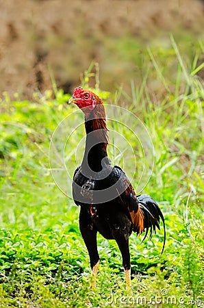 Portrait Of On Meadow. Stock Photo