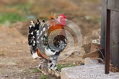 Portrait of a cock. Stock Photo