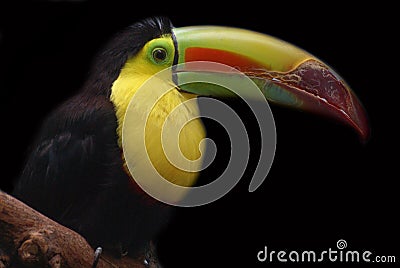 Closeup image of Toucan sitting on branch Stock Photo