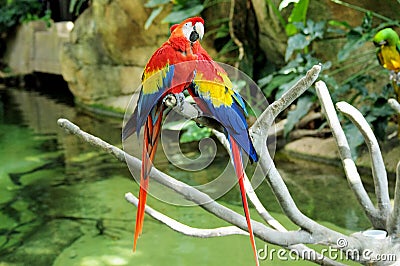 Portrait of colorful pair Scarlet Macaw parrot against jungle background Stock Photo