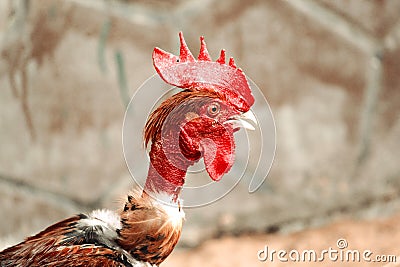 Portrait of colorful Phoenix cockerel head [close-up] standing on traditional rural barnyard-on 21 JULY 2017. Stock Photo