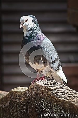 Portrait of a colorful pigeon Stock Photo