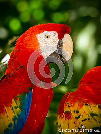 Portrait of colorful Scarlet Macaw parrots Stock Photo