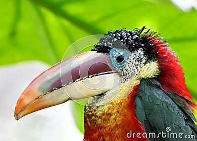 Tropical bird Stock Photo