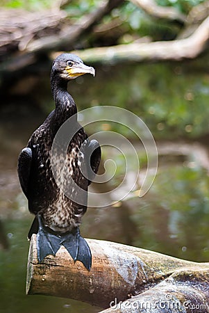 Portrait of a common cormorant, Stock Photo