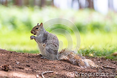 A portrait of a common grey squirrel eating Stock Photo