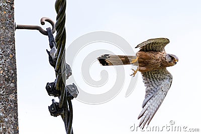 A portrait of a common kestrel flying away from being perched on a electricity wire. the bird of prey was eating its prey on the Stock Photo