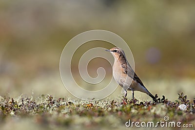 Portrait of common wheatear Oenanthe oenanthe Stock Photo