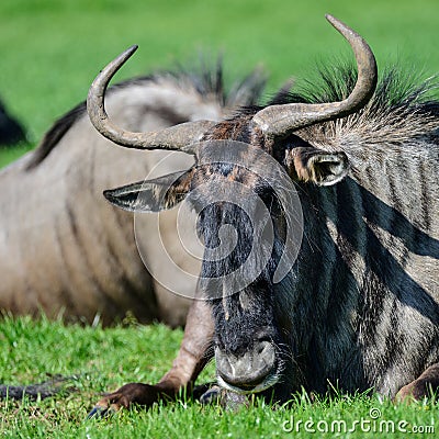 Portrait of Common Wildebeest Connochaetes Alcelaphine Bovidae l Stock Photo