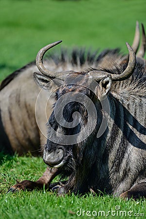 Portrait of Common Wildebeest Connochaetes Alcelaphine Bovidae l Stock Photo