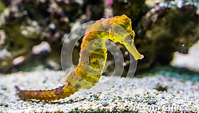Portrait of a common yellow estuary seahorse with black spots, tropical aquarium pet from the indo-pacific ocean Stock Photo