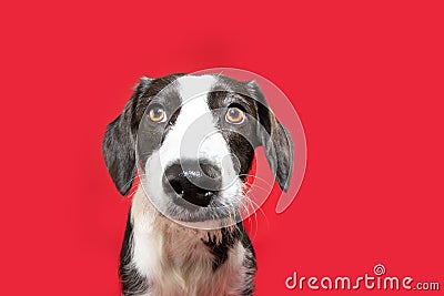 Portrait concentrate and attentive puppy dog looking at camera. Isolated on red background Stock Photo